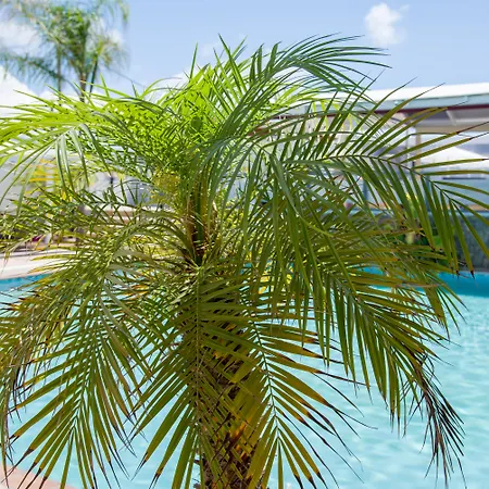 Hotel Paradice Luxury Suites-near Zorbas Beach-free Breakfast